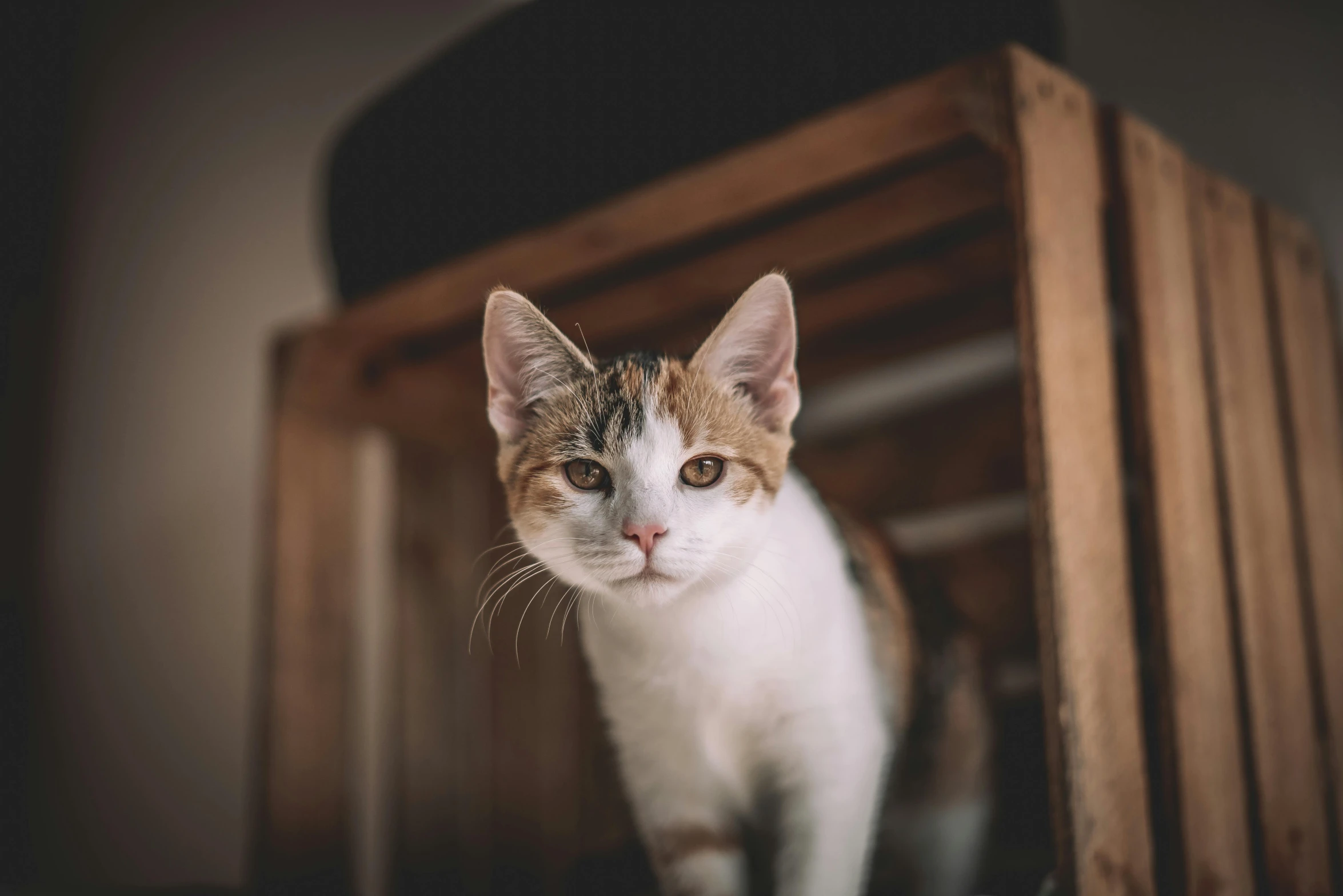 a cat sitting on top of a wooden chair, square nose, portrait featured on unsplash, standing on a shelf, high quality photos