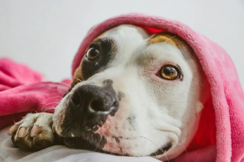 a dog laying on top of a bed covered in a pink blanket, inspired by Elke Vogelsang, pexels contest winner, a plaster on her cheek, pitbull, in a hoodie, closeup face