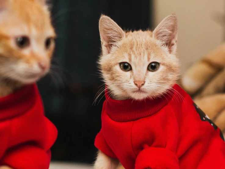 two kittens wearing sweaters sitting next to each other, a portrait, by Julia Pishtar, trending on pexels, wearing a red outfit, catwalk, two male, instagram post