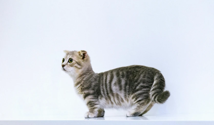 a cat standing on top of a white surface, on display, scottish fold, with a sleek spoiler, the second… like a calf