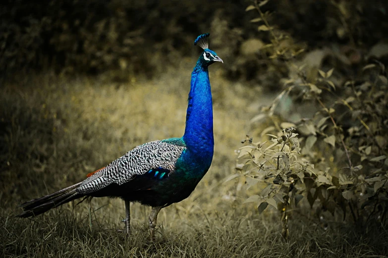 a peacock standing on top of a grass covered field, a photo, pexels contest winner, art photography, 🦩🪐🐞👩🏻🦳, blue, paul barson, an elegant