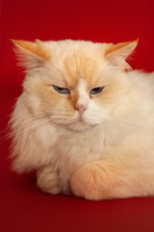 a white cat sitting on top of a red chair, soft but grumpy, fluffy orange skin, close - up photograph, the photo shows a large