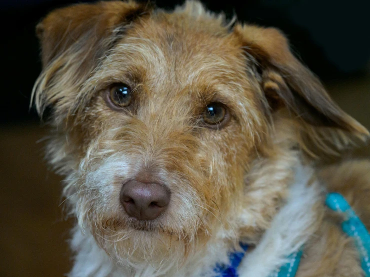 a brown and white dog with a blue collar, a portrait, flickr, short scruffy beard, thumbnail, shot on sony a 7, an intricate