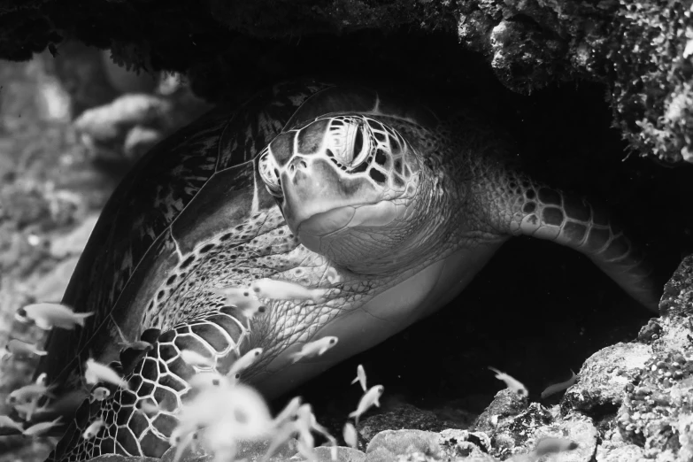 a black and white photo of a sea turtle, by Matt Stewart, resting, green head, covered in coral, turtle warrior