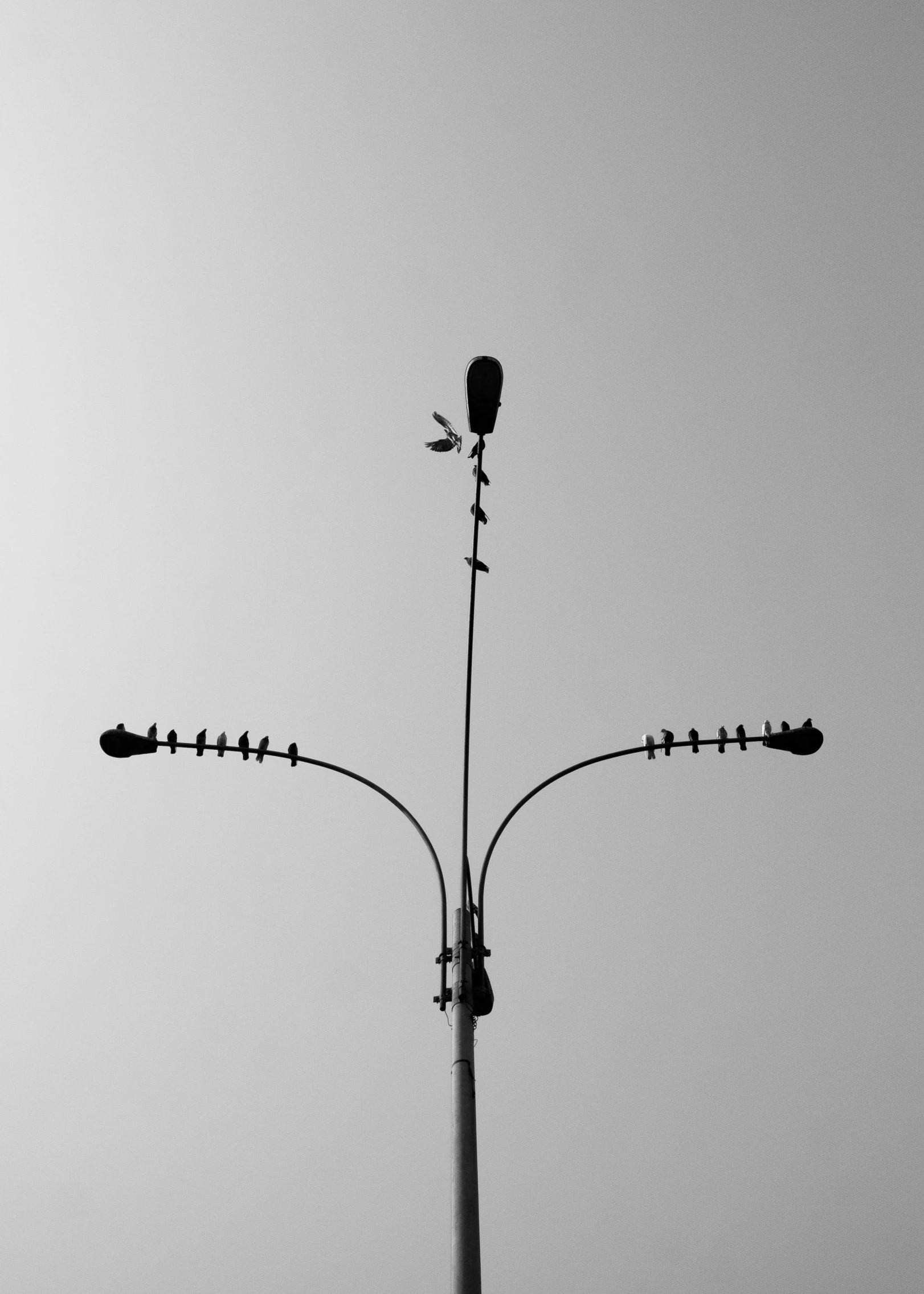 a black and white photo of a street light, an album cover, postminimalism, seeds, looking like a bird, antennae, minimalist ) ) ) ) )