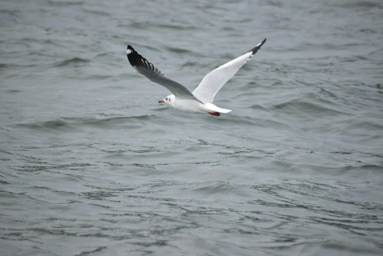 a seagull flying over a body of water, posing for the camera