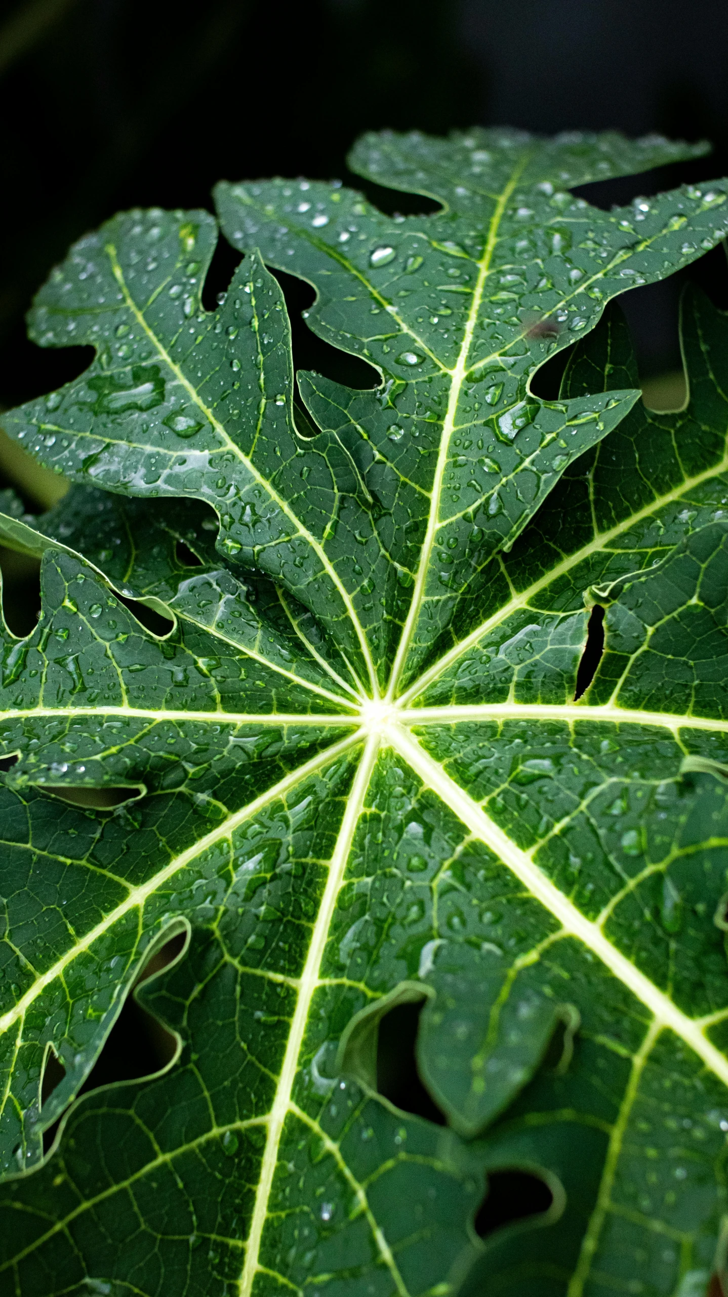 a close up of a leaf with water droplets on it, pexels, hurufiyya, vicious snapping alligator plant, thumbnail, big leaf bra, illuminated