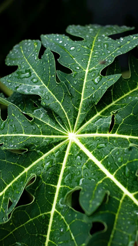 a close up of a leaf with water droplets on it, pexels, hurufiyya, vicious snapping alligator plant, thumbnail, big leaf bra, illuminated