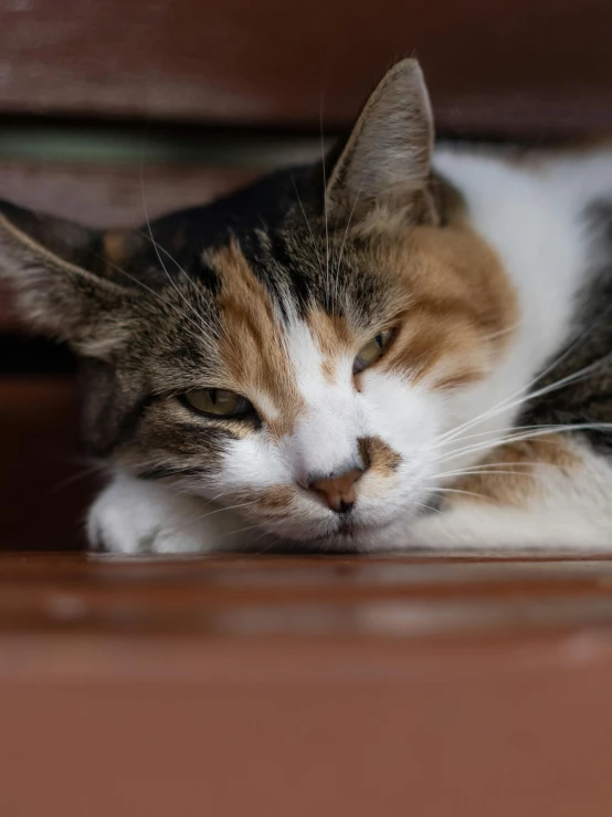 a cat that is laying down on the floor, a portrait, by Matija Jama, pexels contest winner, exhausted face close up, female, gif, a wooden