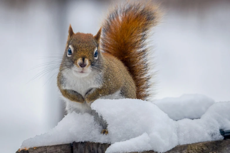 a squirrel sitting on top of a pile of snow, a portrait, pexels contest winner, renaissance, maple syrup sea, maroon, a wooden