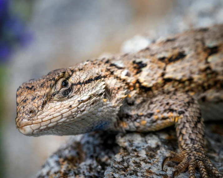 a close up of a lizard on a rock, a portrait, by Adam Marczyński, pexels contest winner, gray mottled skin, 4k highly detailed, brown, vicious snapping alligator plant