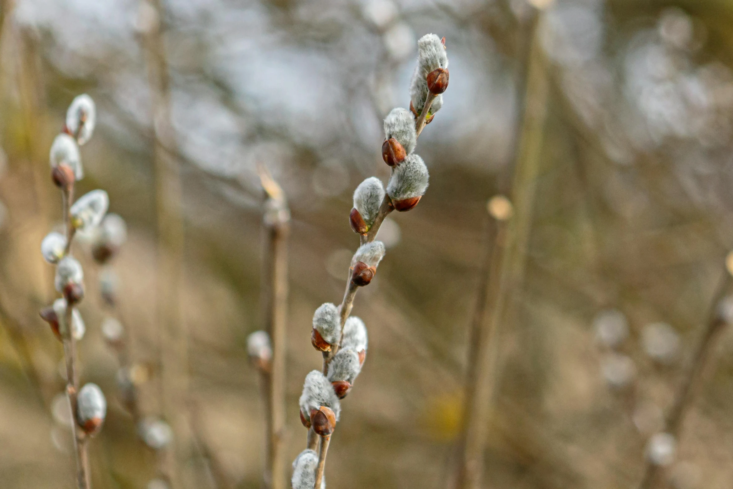 a close up of a plant with lots of buds, by David Simpson, unsplash, willow trees, grey, shot on sony a 7, meadows