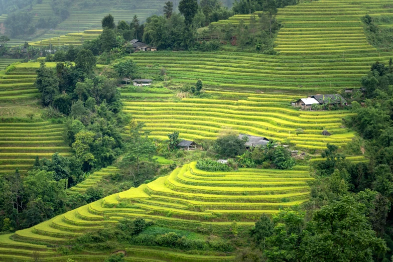 there are very many terraces near the woods