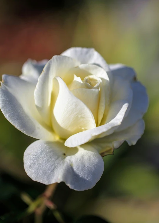 a white flower with its petals open sitting in front of a blurry background