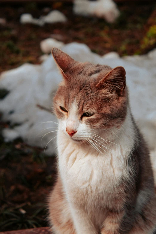 a cat sitting on top of a pile of snow