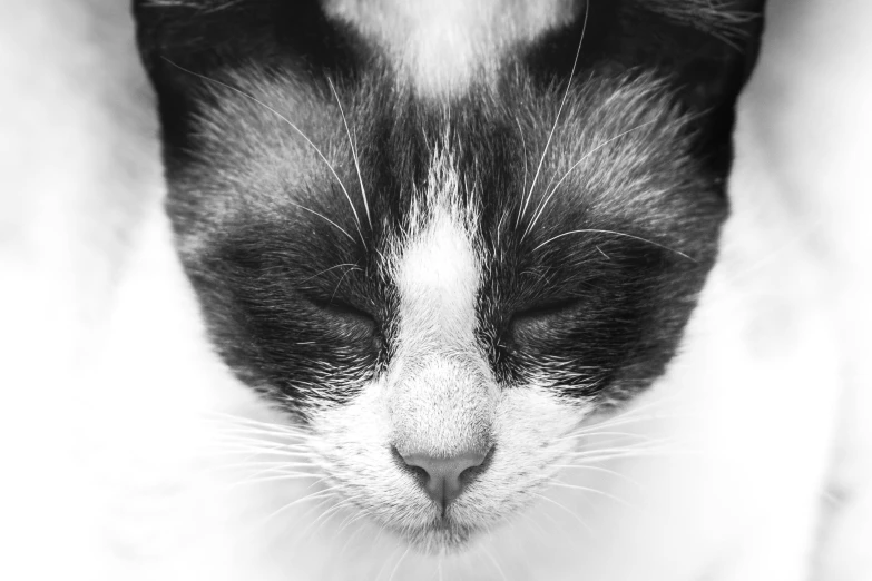 a close up of a cat with its eyes closed, a black and white photo, by Emma Andijewska, on white, professional closeup photo, kitten, composed