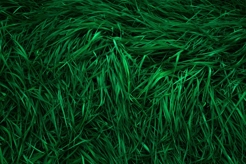a close up of a bunch of green grass, a digital rendering, by Peter Alexander Hay, pexels, conceptual art, hair texture, night time, shot on hasselblad, giant pig grass