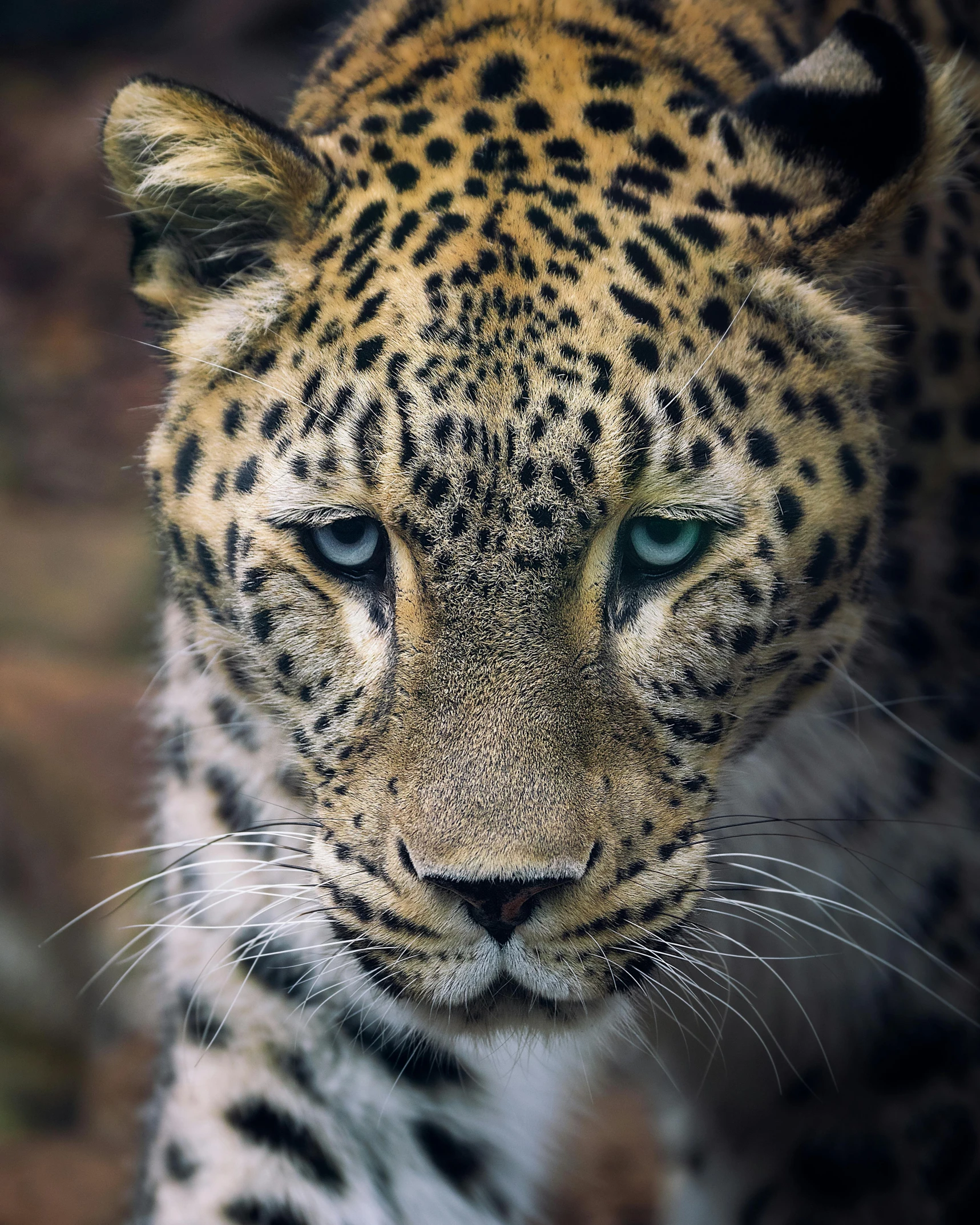 a close up of a leopard's face with a blurry background, a picture, unsplash contest winner, 500px, trending photo, serious face, analog photo