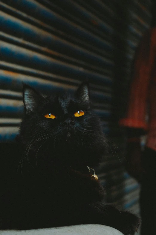 a black cat sitting on top of a white chair, pexels contest winner, he has yellow wolf eyes, with haunted eyes and wild hair, portrait featured on unsplash, armored cat