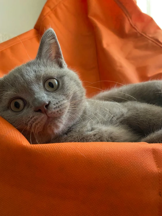 a gray cat laying on top of an orange chair, trending on reddit, bags under his eyes, gif, high quality photo, soft vinyl