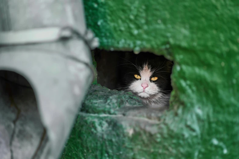 a black and white cat peeking out of a hole, by Julia Pishtar, shutterstock, photorealism, background is a slum, a green, an angry, high resolution photo