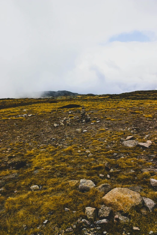 the yellow grass is growing on the rocky field