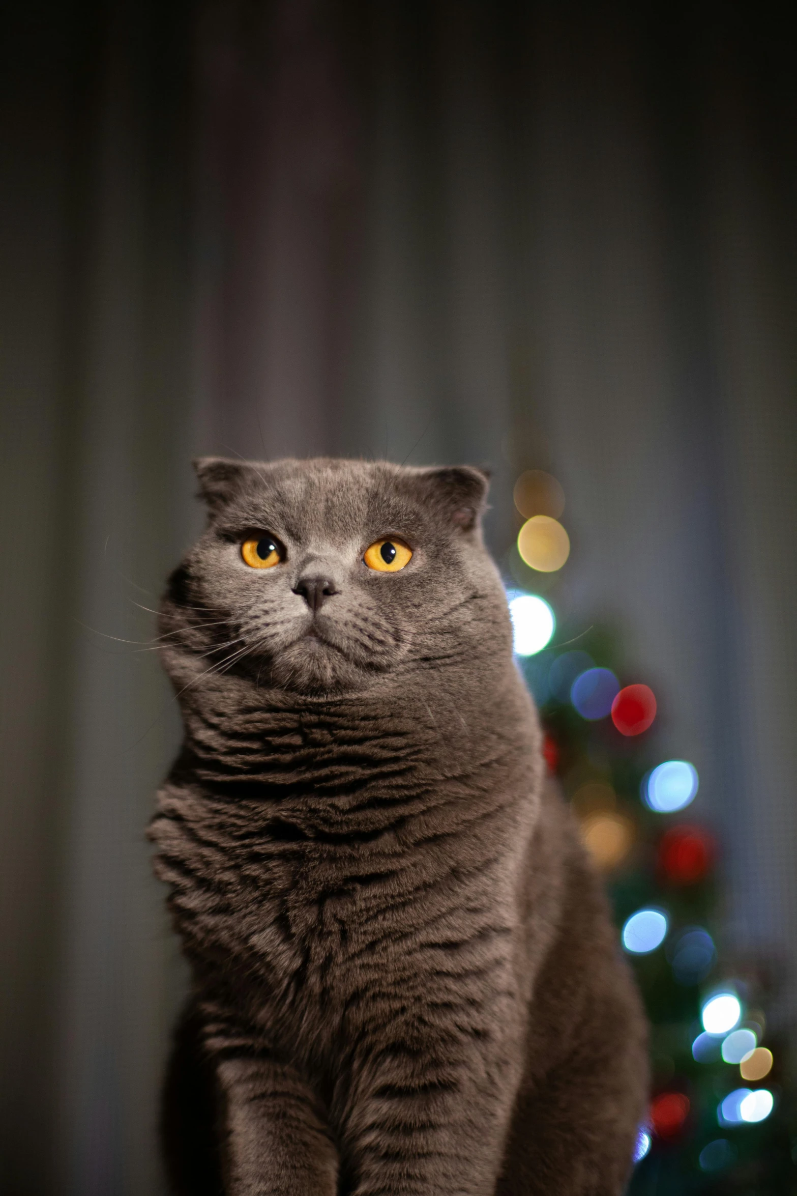 a gray cat sitting in front of a christmas tree, by Julia Pishtar, pexels contest winner, scottish fold, evening lighting, a tall, a fat