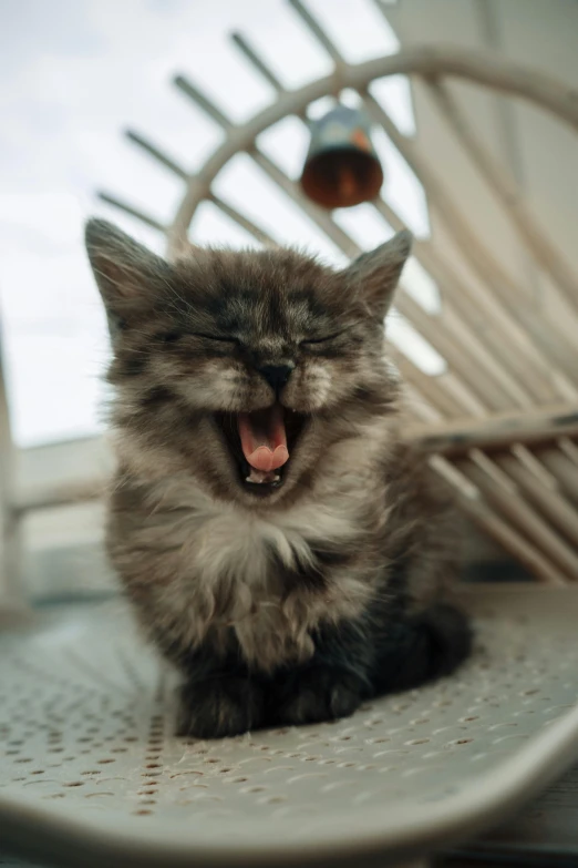 a cat yawns while sitting on a chair, pexels contest winner, fluffy face, happy and disarmed, kittens, closeup. mouth open