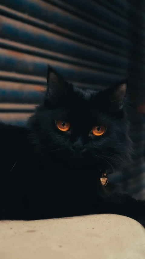 a black cat laying on top of a bed, by Adam Rex, pexels contest winner, glowing orange eyes, with haunted eyes and wild hair, over his shoulder, instagram photo