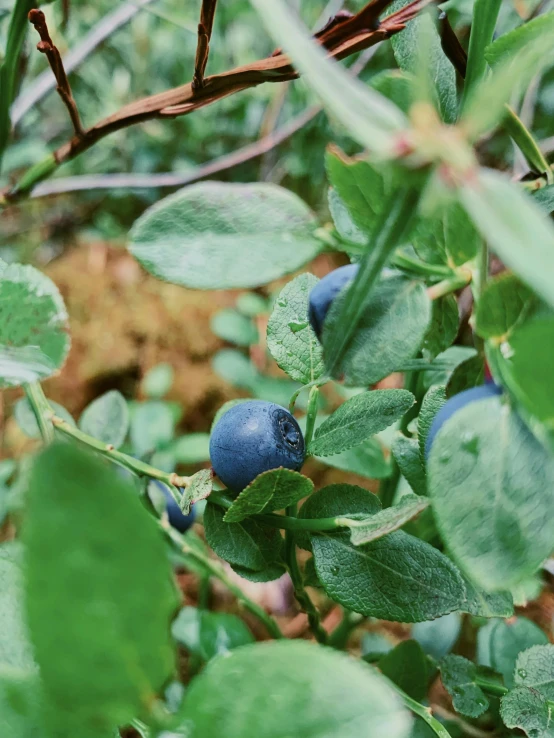 a bush with a bunch of blueberries growing on it, by Kristin Nelson, unsplash, 2 5 6 x 2 5 6 pixels, wide high angle view, oregon, close up of iwakura lain