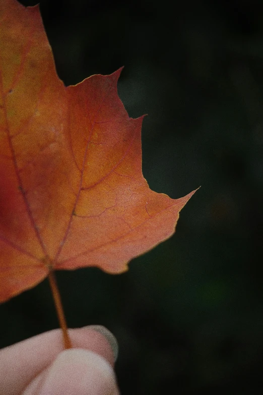 a person holding a leaf in their hand, pexels contest winner, dark orange, close up shot from the side, canadian maple leaves, today\'s featured photograph 4k