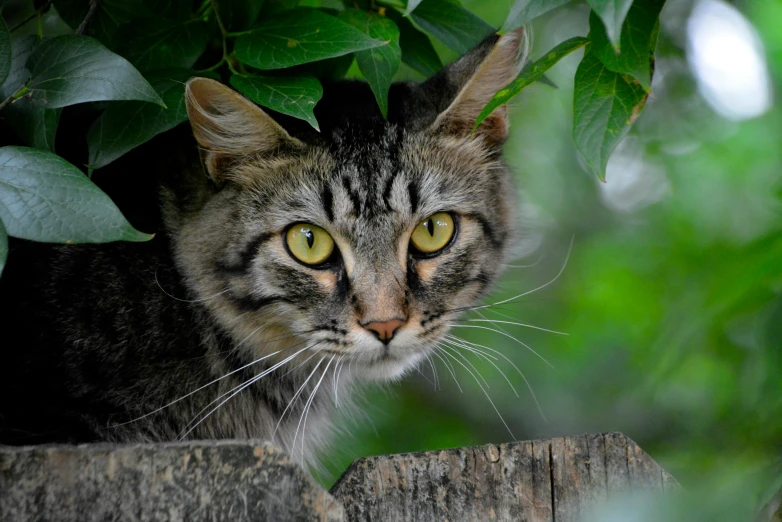 a cat sitting on top of a wooden fence, amongst foliage, close up photograph, illustration »
