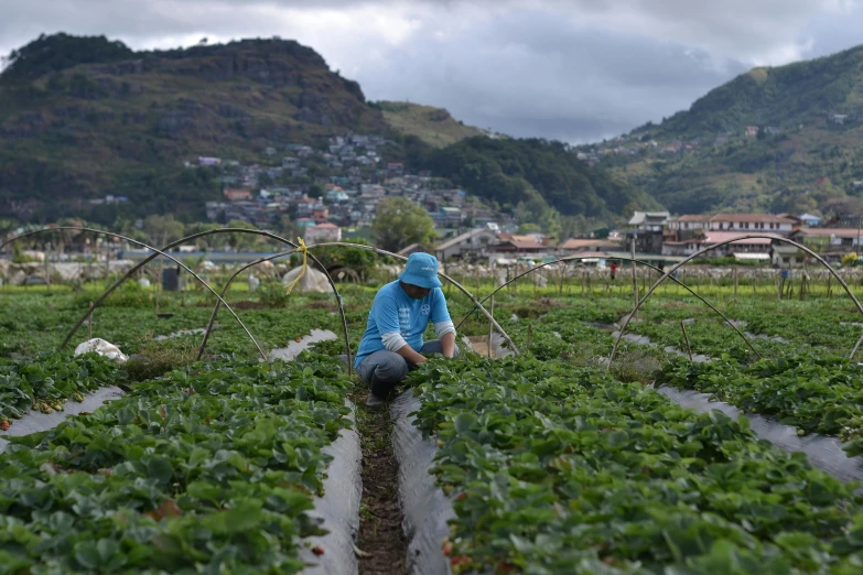 a person kneeling down in a field of strawberries, by Yasushi Sugiyama, unsplash, philippines, terraced orchards and ponds, avatar image, neighborhood