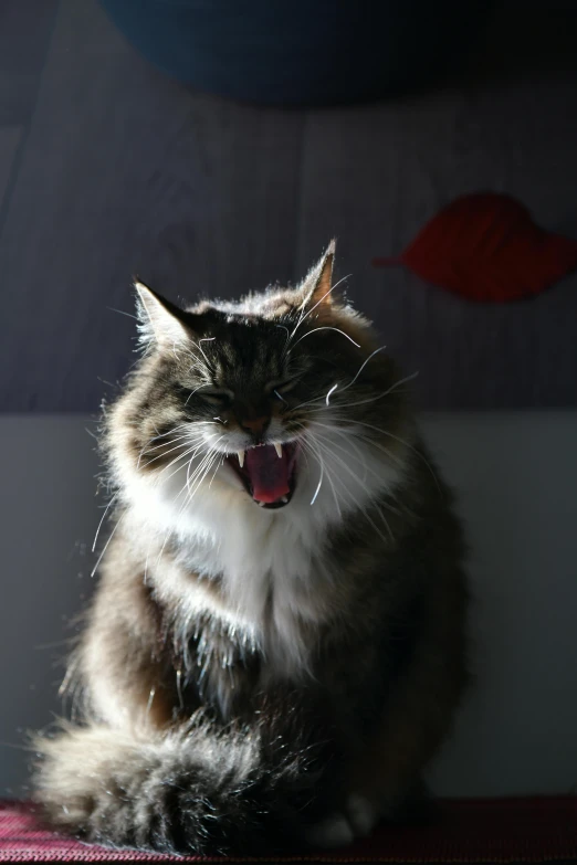 a cat sitting on a table with its mouth open, pexels contest winner, all teeth, front lit, shouting, red mouth