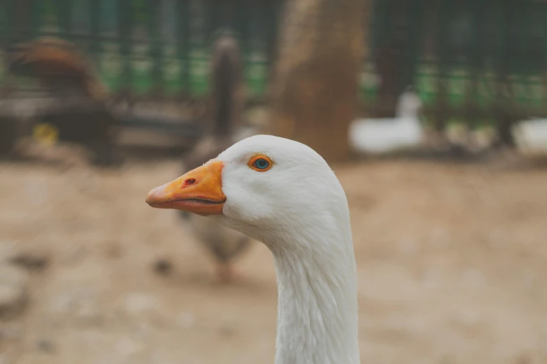 a close up of a white goose with an orange beak, trending on pexels, white eyes without pupils, mixed animal, young male, subject= duck