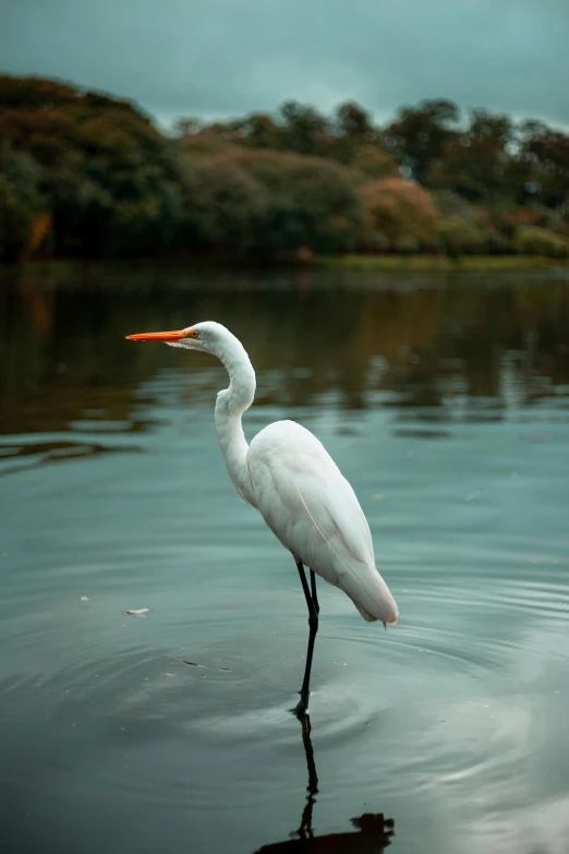 a white bird standing in a body of water, parks and gardens, standing next to water