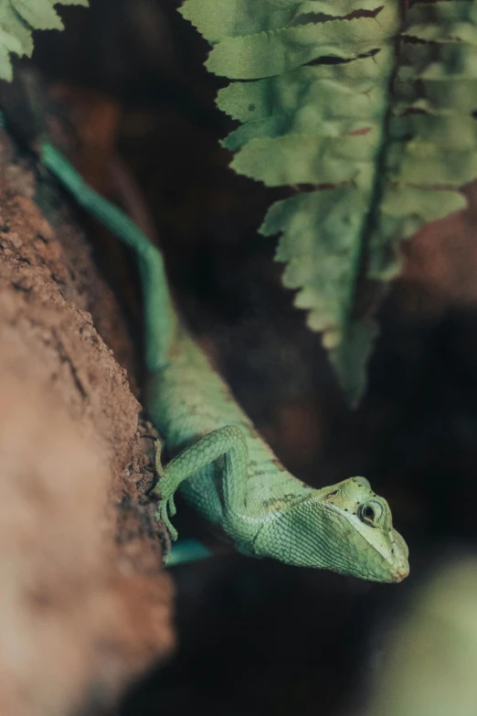 a lizard that is sitting on a rock, sitting in a tree, alessio albi, museum quality photo, green