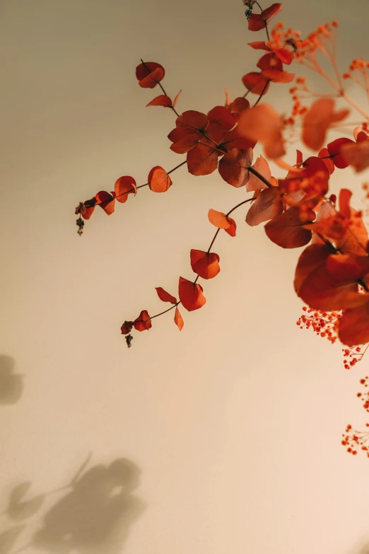 a vase filled with red flowers on top of a table, a picture, inspired by Elsa Bleda, trending on unsplash, minimalism, sunset with falling leaves, 3/4 view from below, covered in flame porcelain vine, detail shot