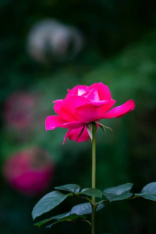 pink flower with green leaves on a dark background