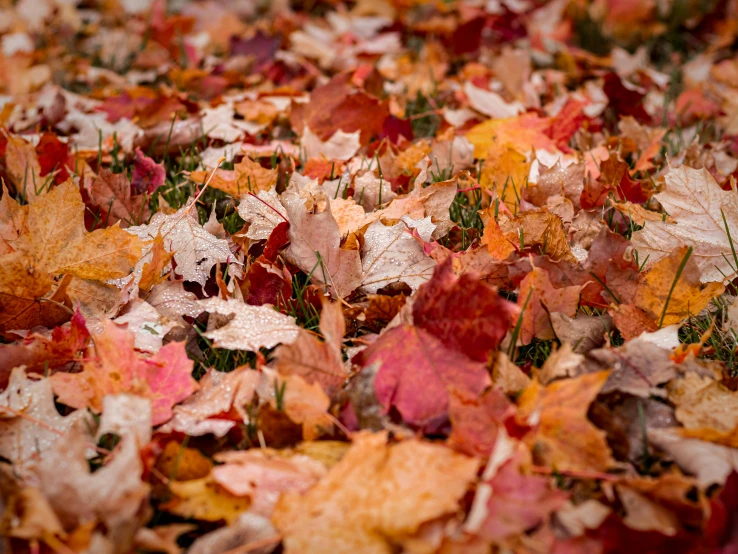 a bunch of leaves that are laying on the ground, by Jessie Algie, pexels, fan favorite, 1 6 x 1 6, multicolored, crimson themed