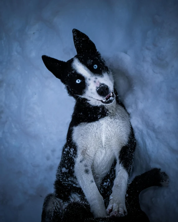 a black and white dog sitting in the snow, pexels contest winner, blue glowing eyes, a dingo mascot, lit from below, doing a sassy pose