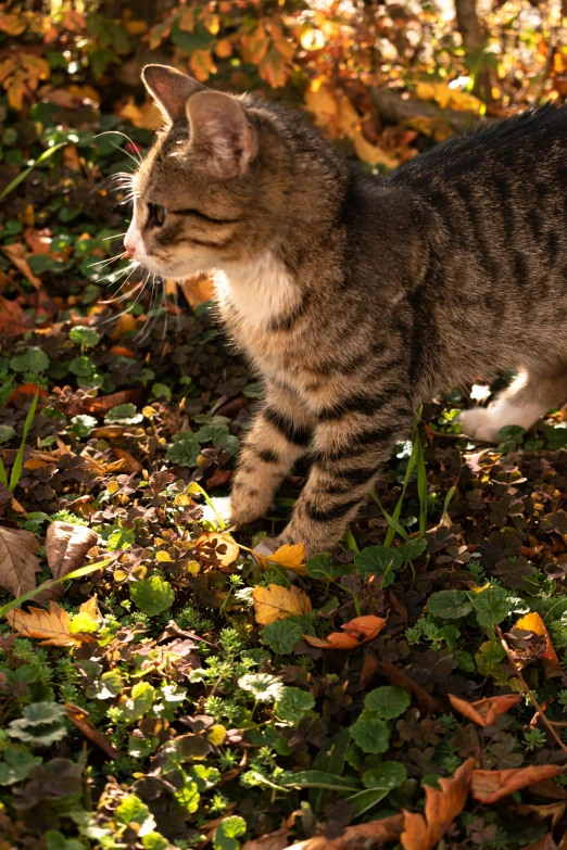 a cat that is standing in the grass, covered in fallen leaves, dappled lighting, hunting, squirrel/tiger