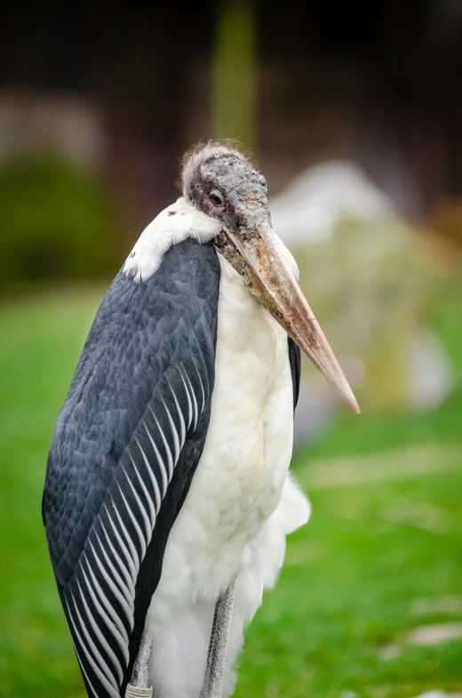 a large bird standing on top of a lush green field, in the zoo exhibit, lovingly looking at camera, long nose, aged 2 5