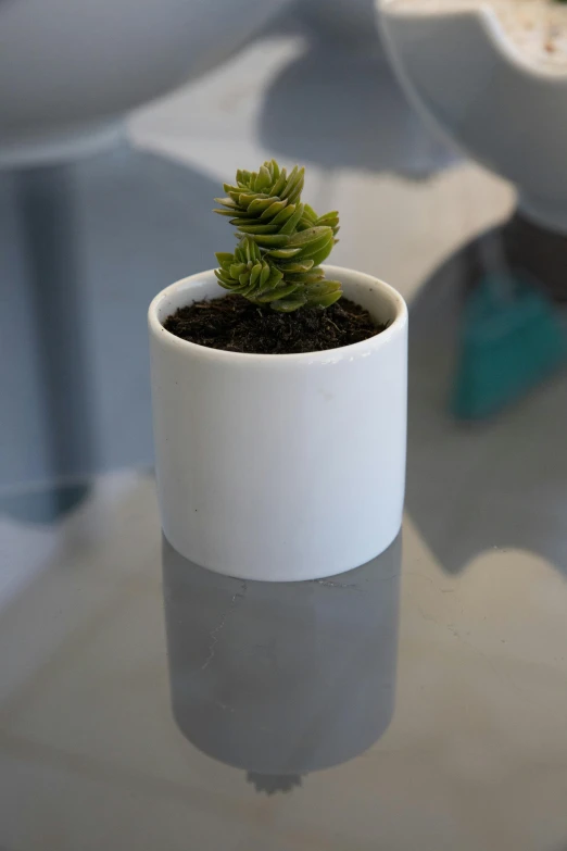 a small potted plant sitting on top of a table, inspired by Hendrik Gerritsz Pot, floating spiral sand, matte surface, bright white porcelain, zoomed out view