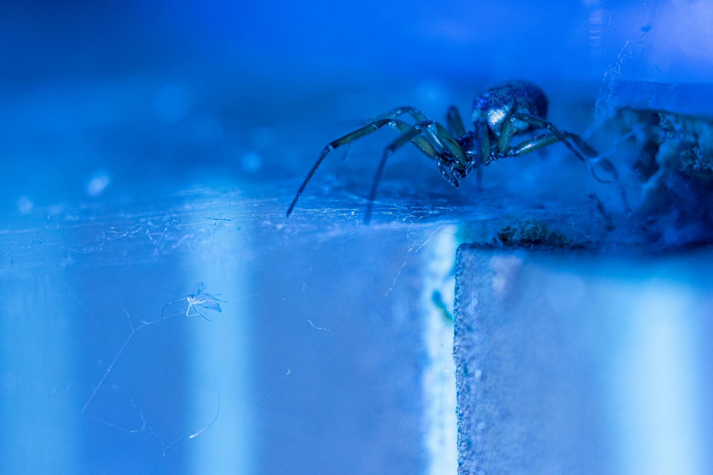 a spider sitting on top of a piece of wood, unsplash, plasticien, brightly lit blue room, webs, in a darkly lit laboratory room, profile image