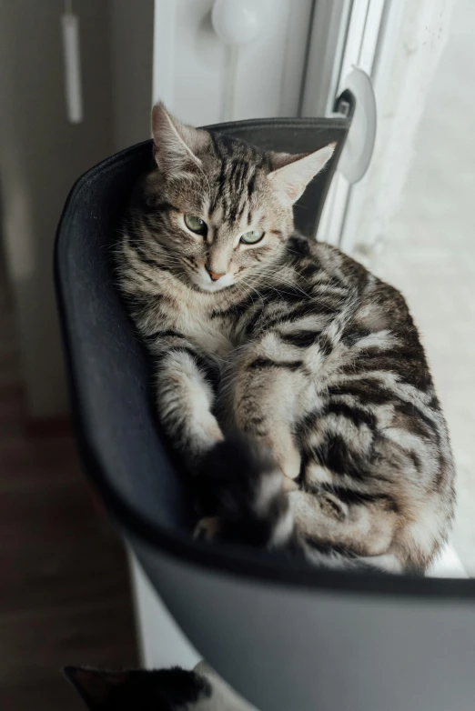 a cat laying on top of a window sill, a picture, by Julia Pishtar, trending on unsplash, sitting on designer chair, armored cat, high angle close up shot, multiple stories