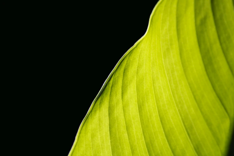 a close up of a green leaf on a black background, an album cover, by Jan Rustem, unsplash, yellow and greens, curves, zen natural background, shot on sony a 7 iii