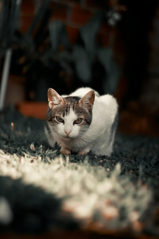 a cat that is sitting on the ground, inspired by Elsa Bleda, unsplash contest winner, soft lighting 8k, extremely hyperdetailed, gaming, cozy environment