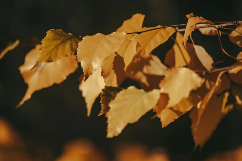 a branch of a tree with yellow leaves, trending on pexels, brown, thumbnail, fan favorite, 33mm photo