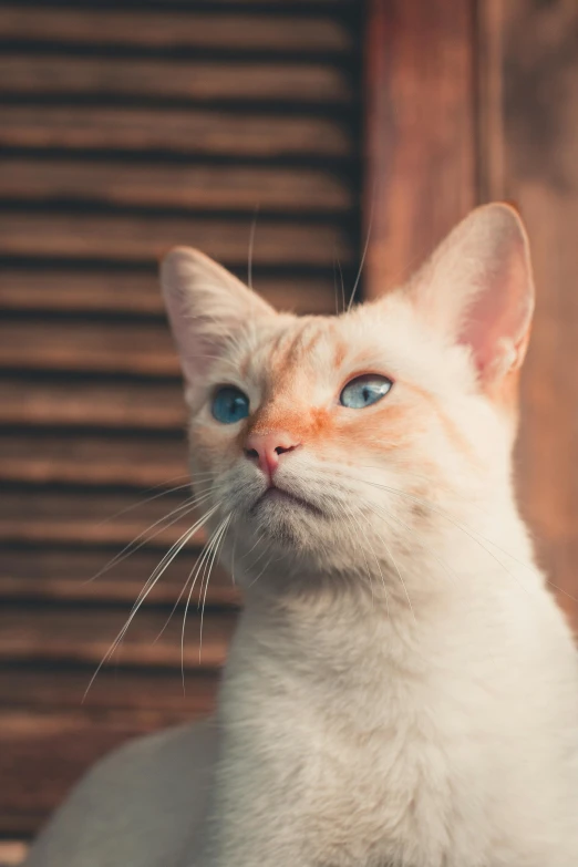 a white cat sitting on top of a wooden floor, a picture, by Niko Henrichon, trending on unsplash, renaissance, orange and blue tones, close up head shot, looking surprised, avatar image